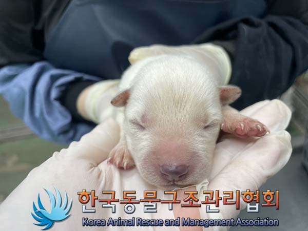 한국동물구조관리협회_441560202401041